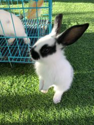 -萌宠亲子动物乐园(槐房万达店)