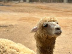 -杭州野生动物世界