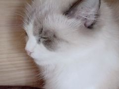 -喵园·猫主题咖啡厅·撸猫·猫咖(国贸店)