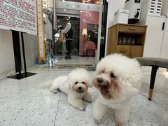 -喵园·猫主题咖啡厅·撸猫·猫咖(国贸店)