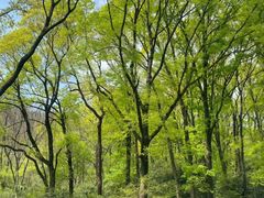 -南京老山国家森林公园