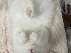 -欣宠猫屋·矮脚拿破仑·蓝金金渐层