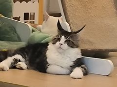 -猫域·湾主题猫咖·宠物吧(南坪城市广场店)