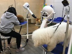 -PETKIT小佩宠物(古北店)