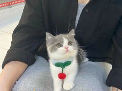 -lincat·猫舍(广州店)