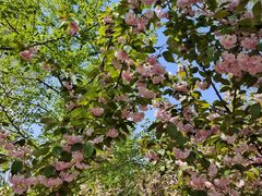 -长白岛森林公园