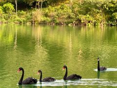 -广州白江湖森林公园