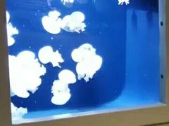 -西雅图水族馆