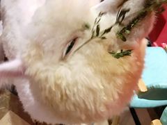 -猫色咖啡·猫咖