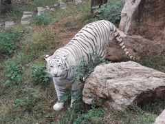 -石家庄市动物园