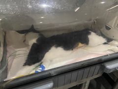-瑞派名望志远动物医院·猫科·內科·异宠专科(直港大道店)