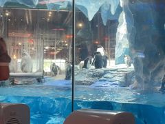 -帝企鹅自助餐厅•儿童岛•真企鹅(长隆企鹅酒店)