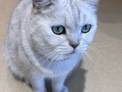 -藏猫猫咖啡主题馆(中央大道店)