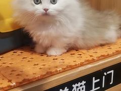 -欣宠猫屋·矮脚拿破仑·蓝金金渐层