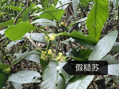 -西双版纳原始森林公园