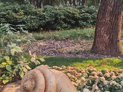 -上海共青森林公园