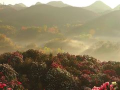 -贵州百里杜鹃风景名胜区