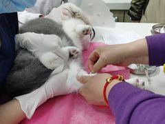 -北京观赏动物医院·24小时大型综合·猫专科·异宠专科