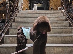 -more than meow吴止猫主题餐厅(承德 中船汇店)