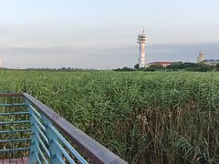-上海吴淞炮台湾国家湿地公园