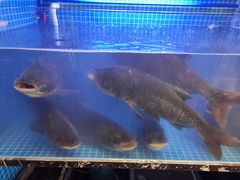 -姜君·千岛湖鱼头馆(浦东大道店)