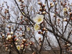 -香雪海