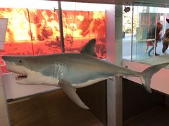 -墨尔本博物馆(Melbourne Museum)