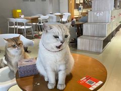 -藏猫猫咖啡主题馆(中央大道店)