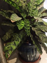 -MAGIC米几发型设计·羊毛卷