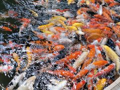 -南宫五洲植物乐园