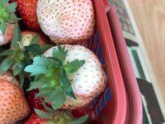 -胜丰草莓采摘园