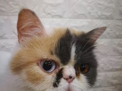-平行世界·猫咖(首经贸店)