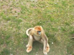 -西安秦岭野生动物园