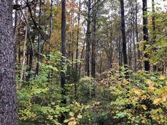 -五营红松林海景区