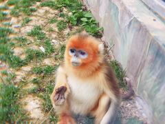 -西安秦岭野生动物园