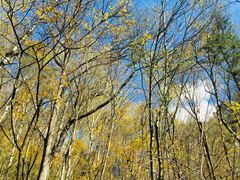 -叠溪松坪沟景区