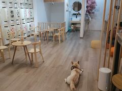 -柴迷FANS CLUB·柴犬狗咖·猫咖