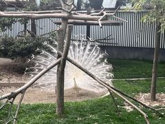 -成都动物园
