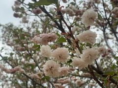 -天适樱花悠乐园