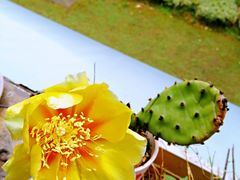 -赵记粽子(司前街店)