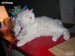 -Babycat私家御饼屋(龙头路一店)