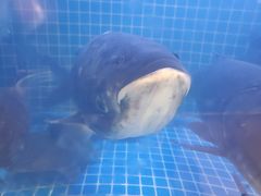 -姜君·千岛湖鱼头馆(浦东大道店)
