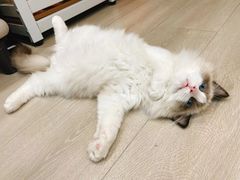 -瑞派申生动物医院·24H夜诊·国际动物医疗中心·骨外科(吴中路店)