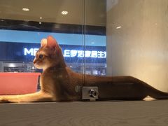 -乐宠宠物店(世纪金源店)