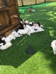 -萌宠亲子动物乐园(槐房万达店)