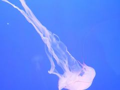 -上海海洋水族馆
