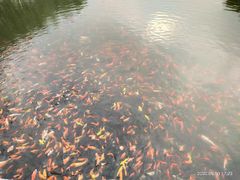 -北京龙庆四季香农家饭庄·灶台鱼·碳烤虹鳟鱼(龙庆峡店)