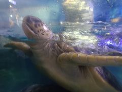 -烟台海昌鲸鲨海洋公园