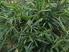 -故乡缘·香格里拉山庄(冷竹路店)