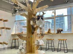 大堂-Heymao猫咖.咖啡厅(东门店)